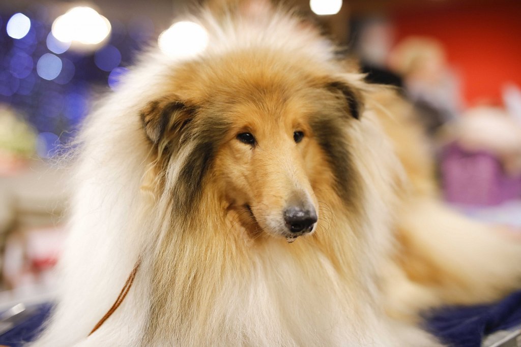 Dog Show - Brusselsexpo - december 2015