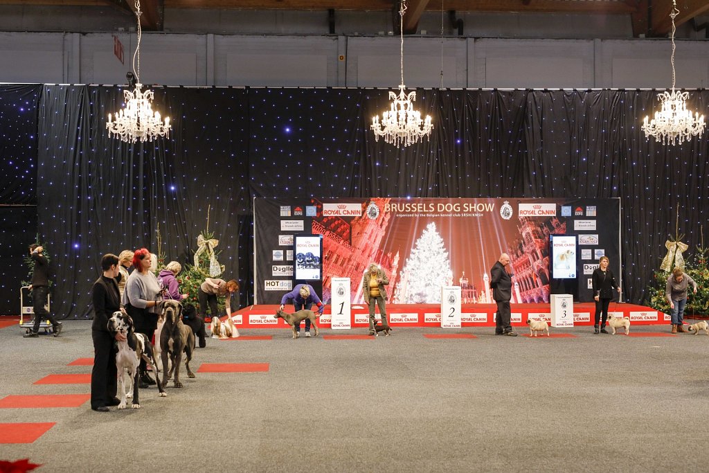 Dog Show - Brusselsexpo - december 2015